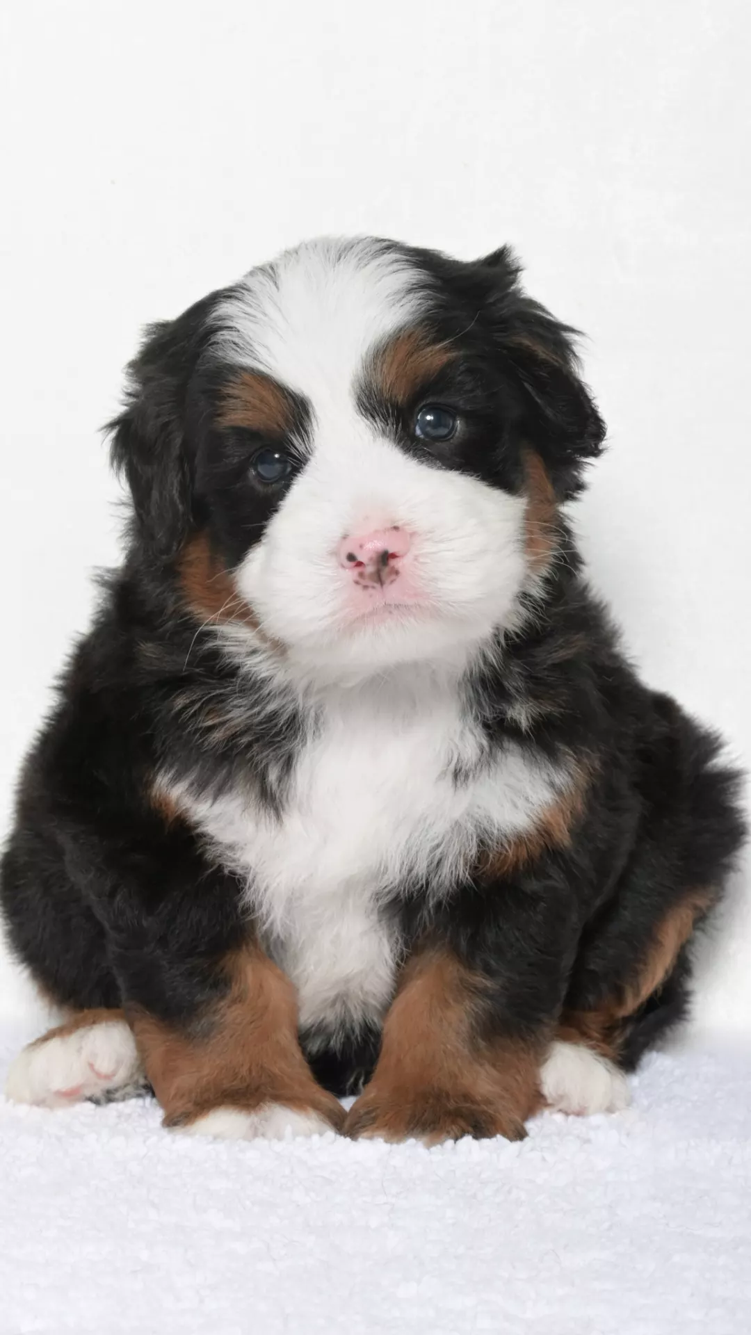 Greta – Male #3