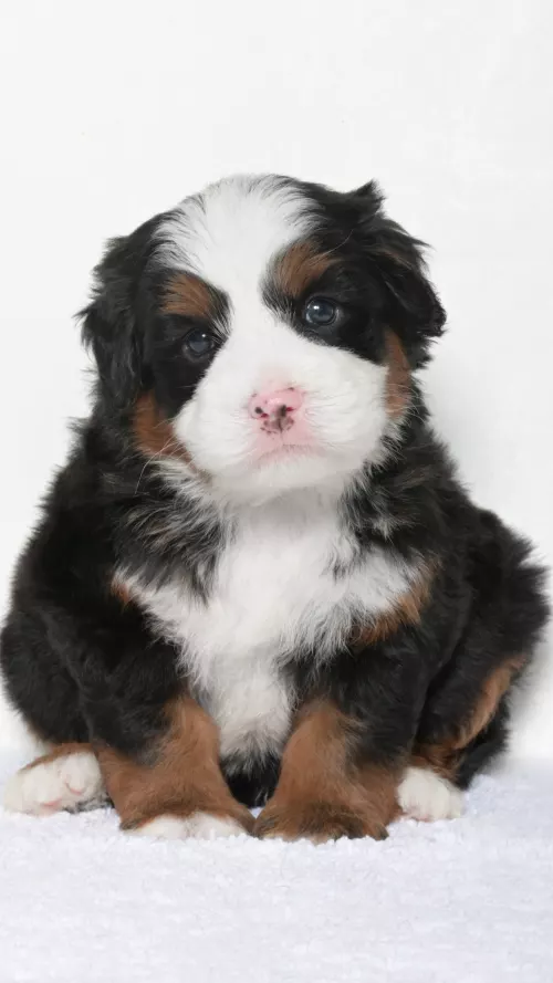Greta – Male #3