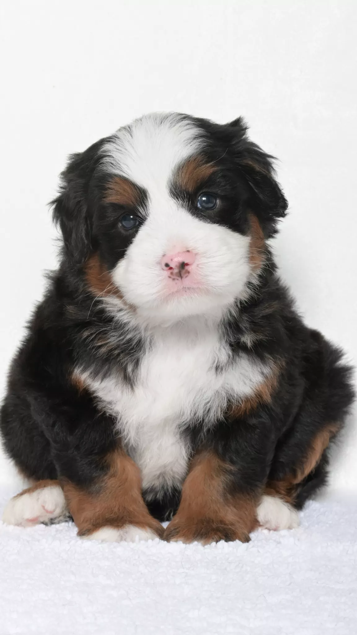 Greta – Male #3