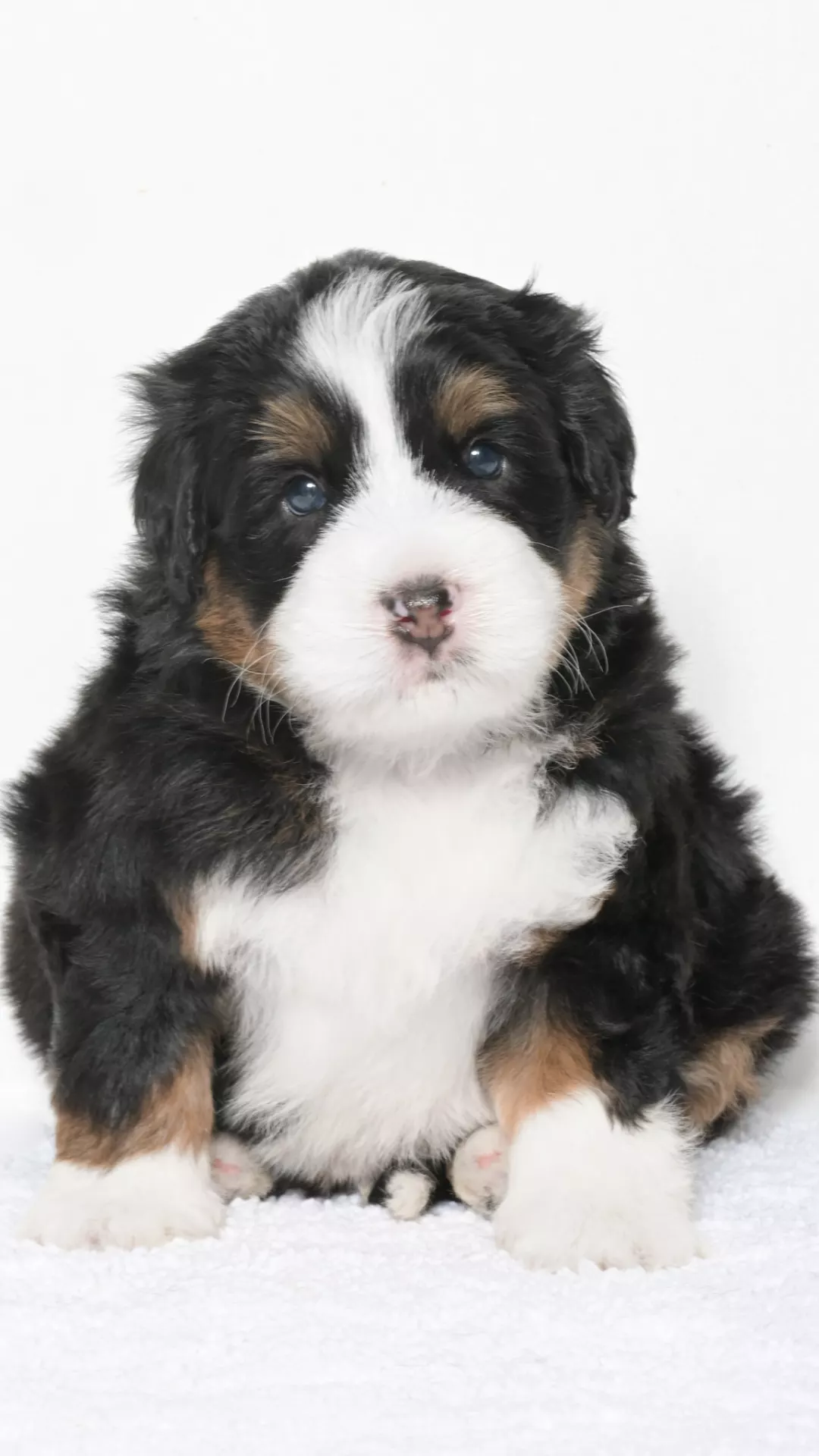 Greta – Male #4