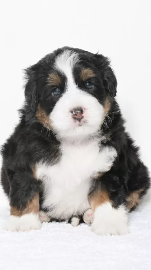 Greta – Male #4