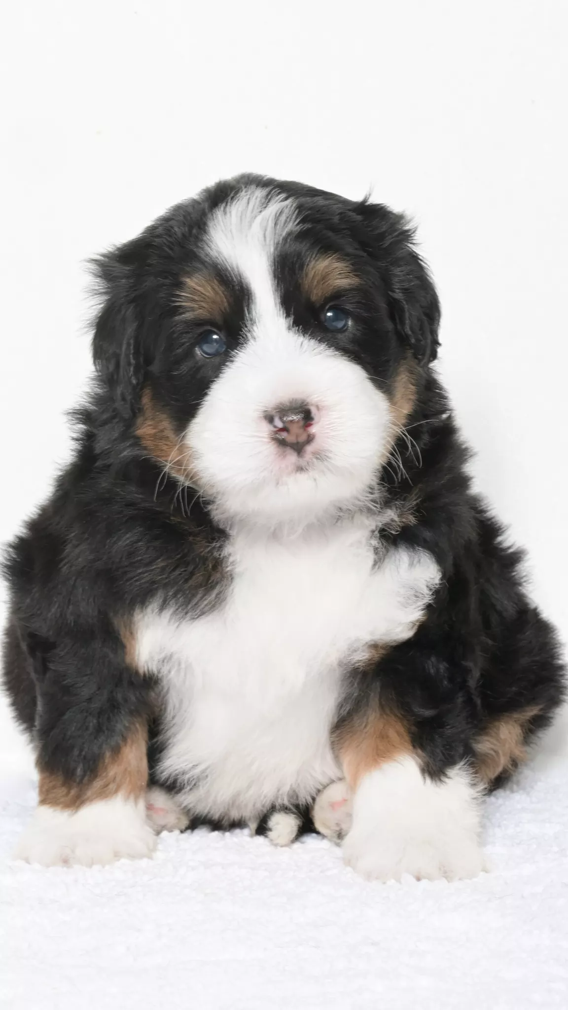 Greta – Male #4
