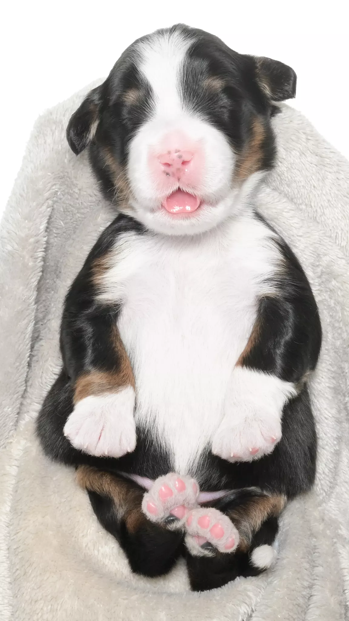 Greta – Male #4