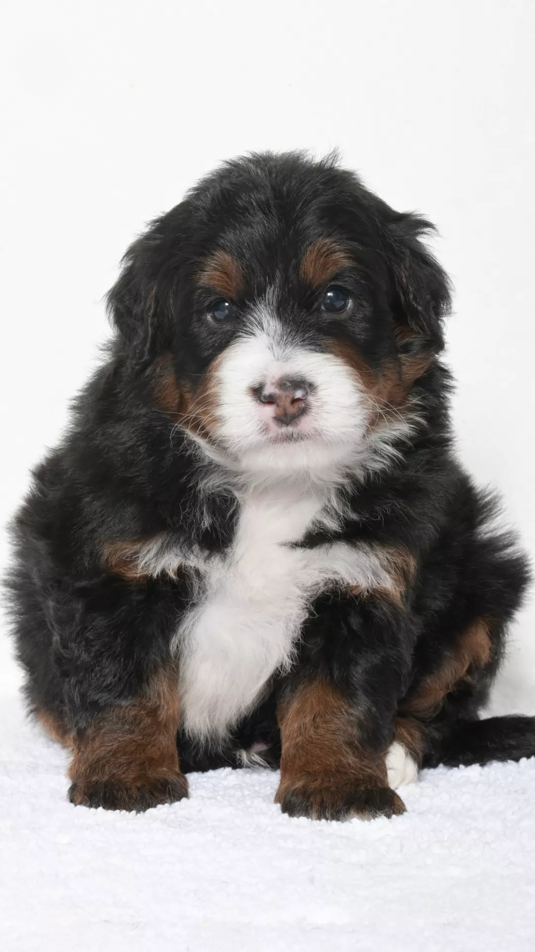 Greta – Male #5