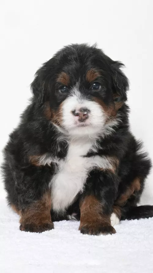 Greta – Male #5