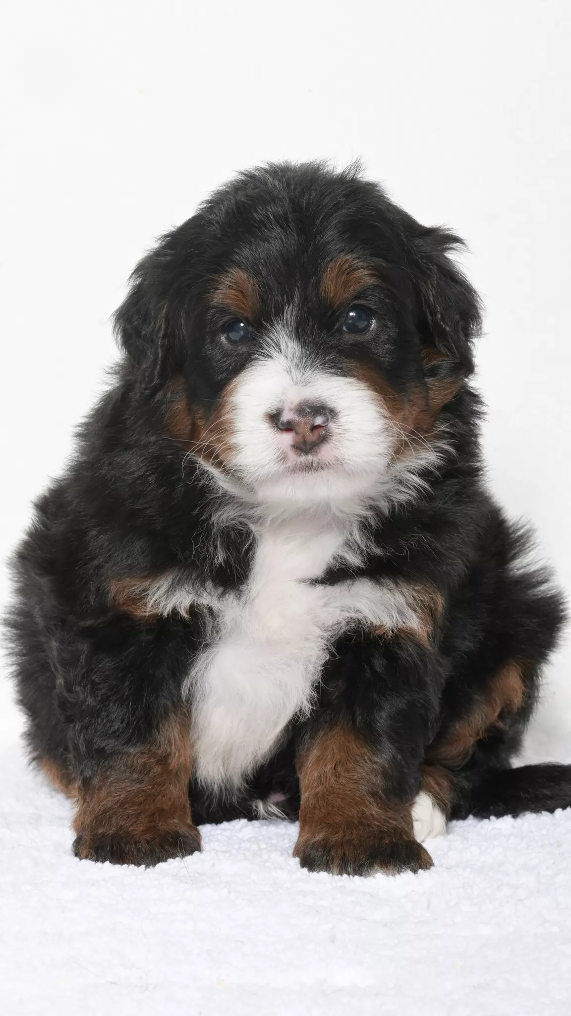 Greta – Male #5