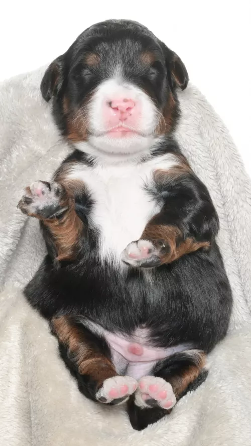 Greta – Male #5