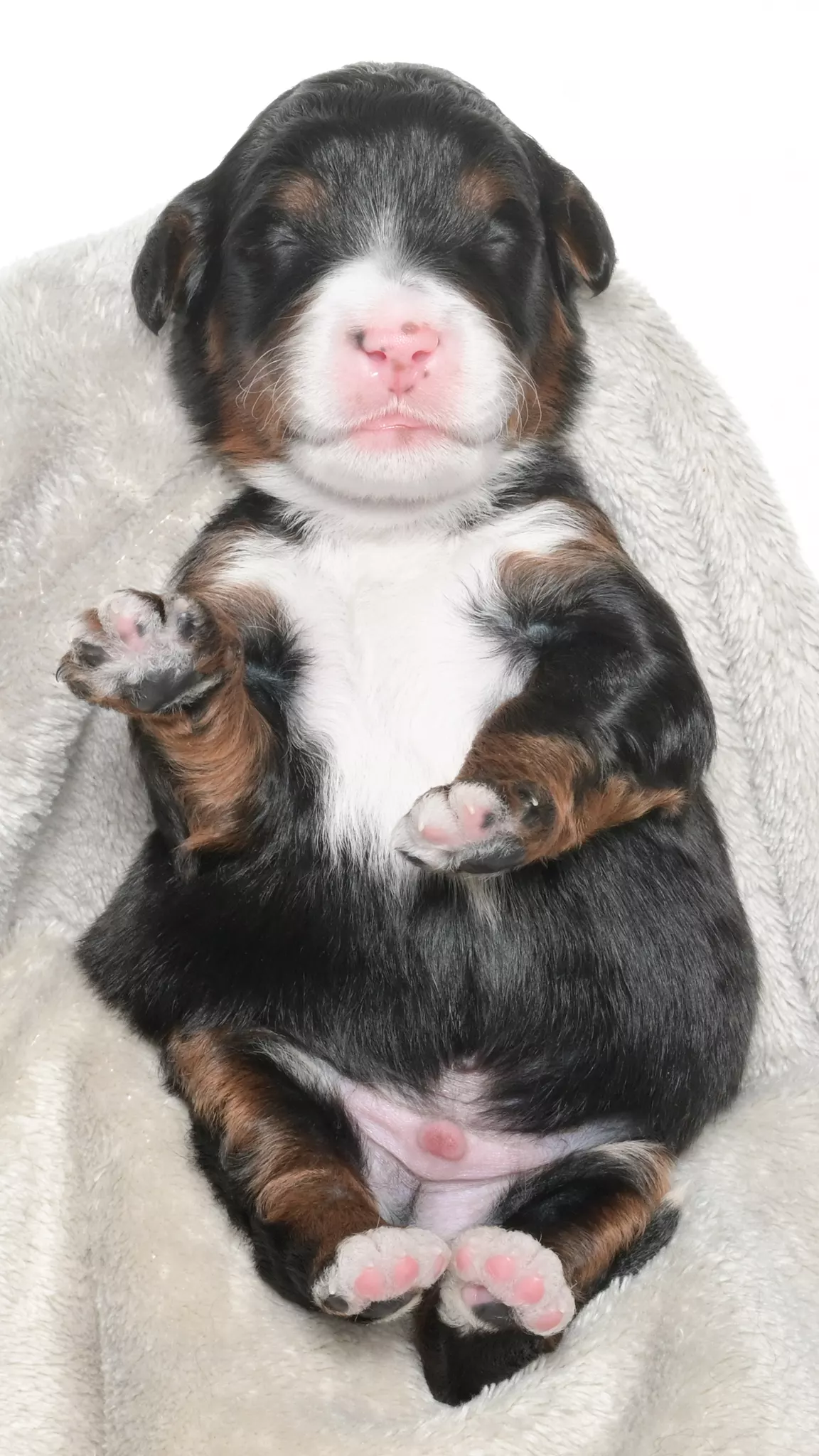 Greta – Male #5