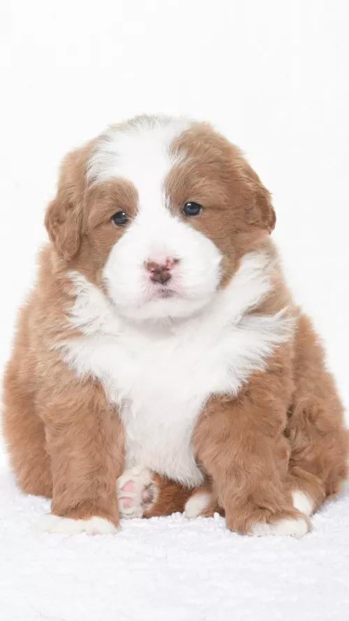 Greta – Male #6