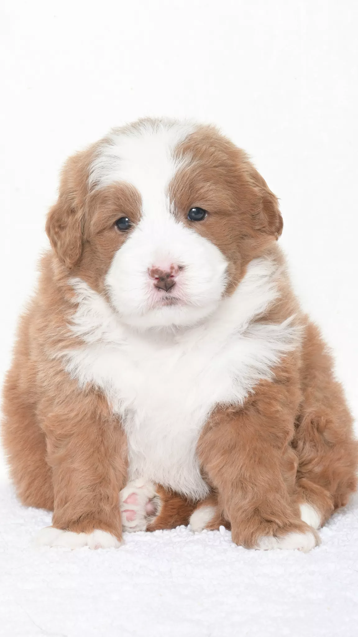 Greta – Male #6