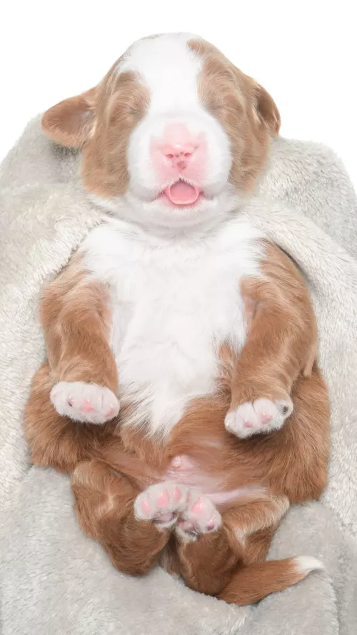 Greta – Male #6