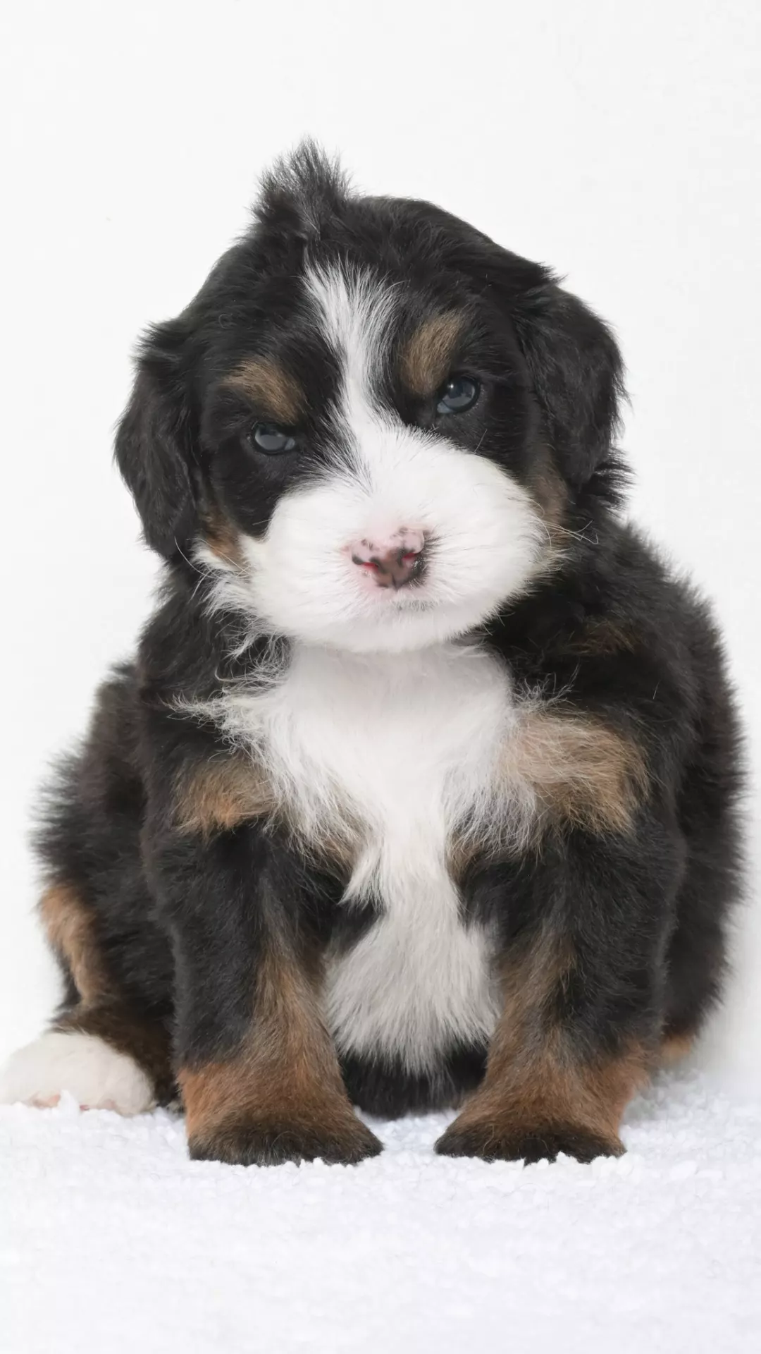 Greta – Male #7