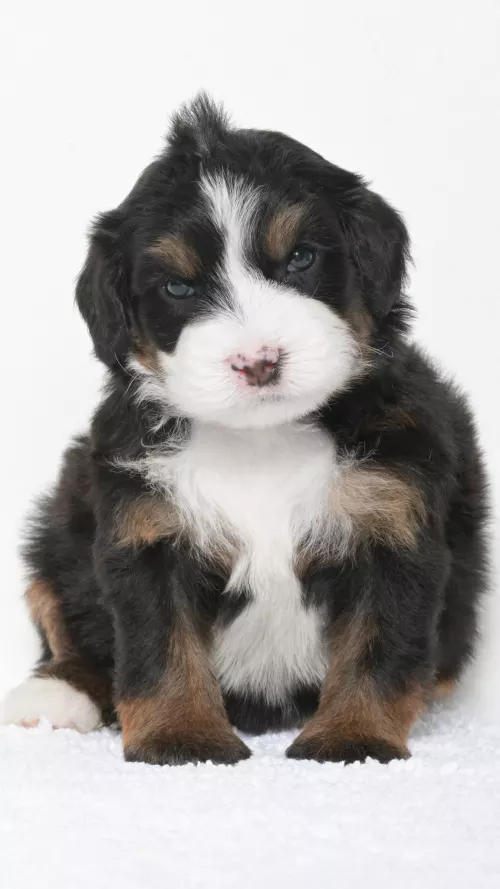 Greta – Male #7