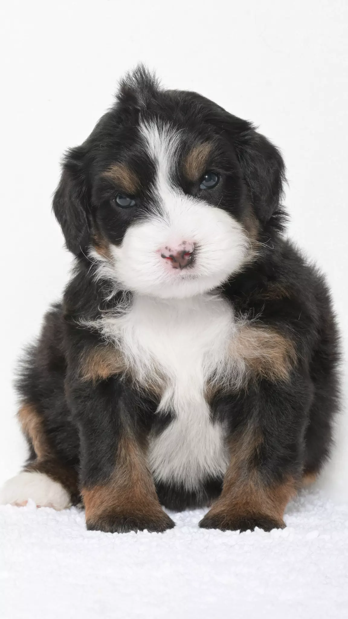 Greta – Male #7