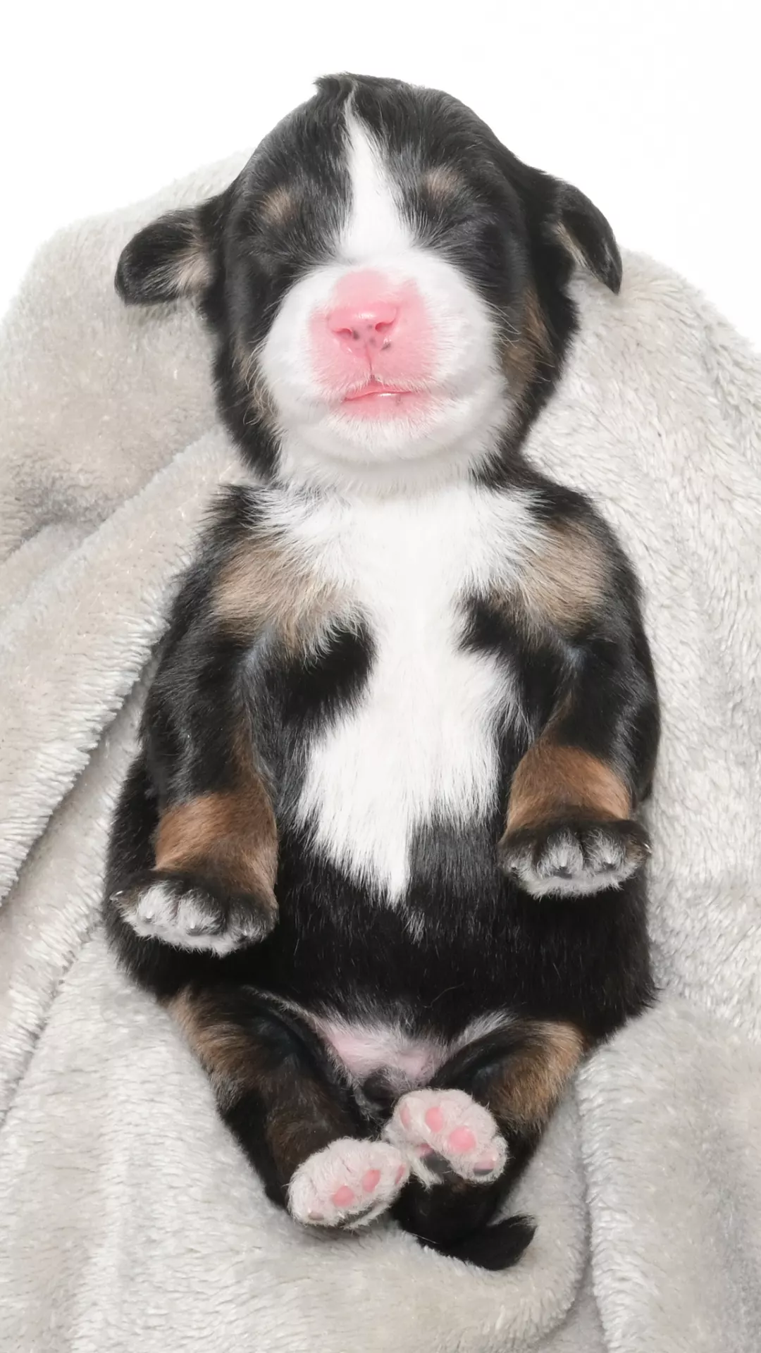Greta – Male #7