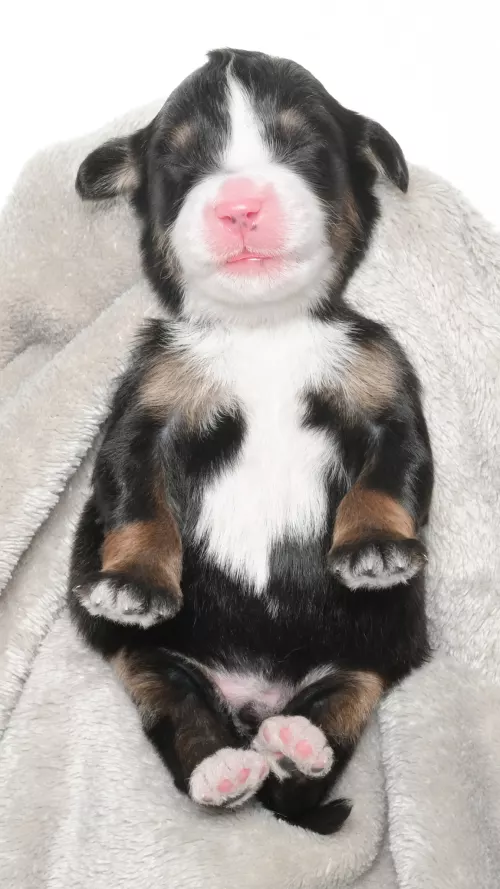 Greta – Male #7