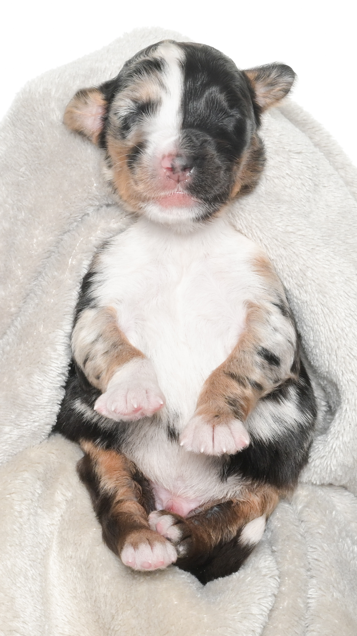 Harlyn – Male #1