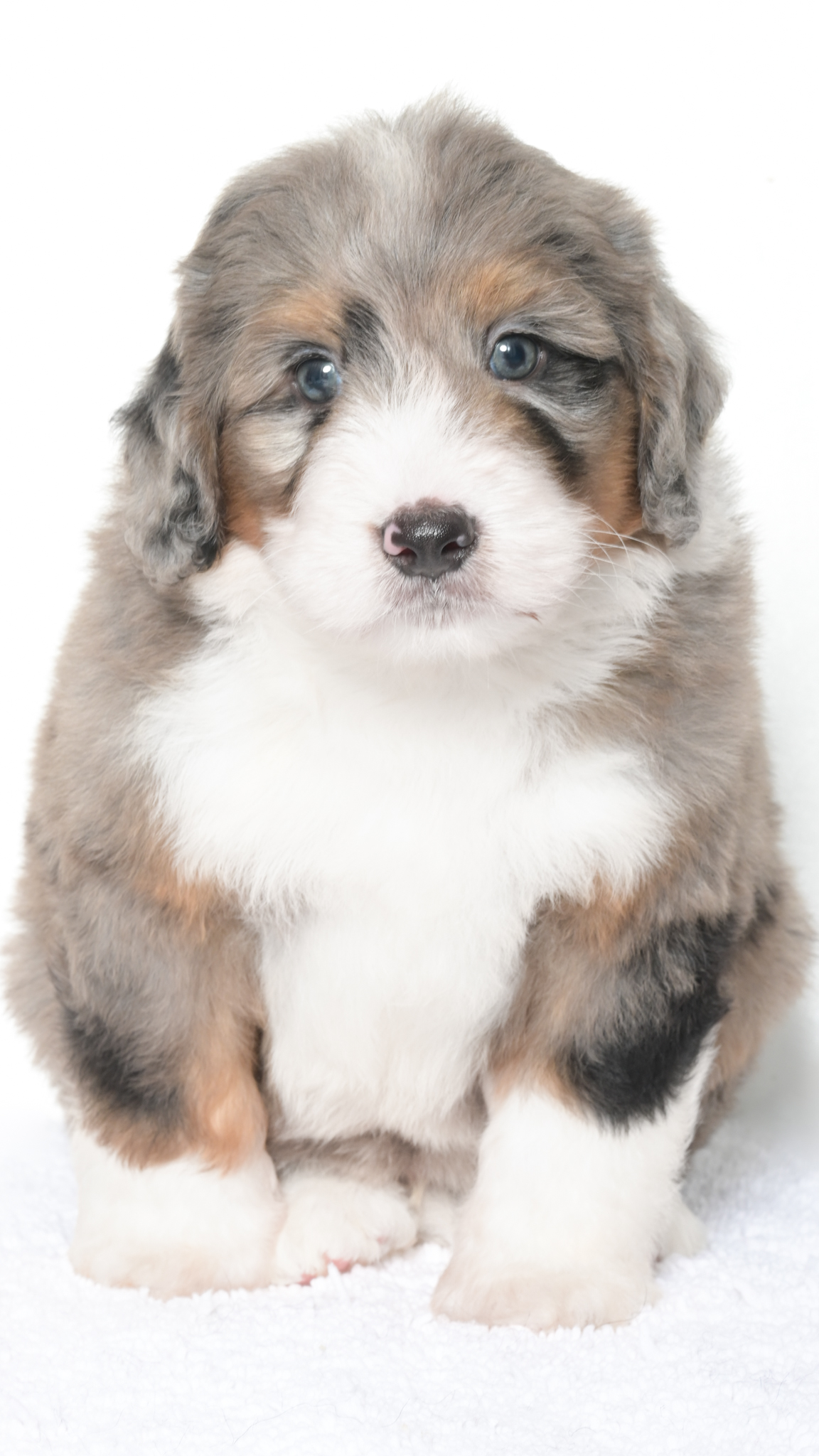 Harlyn – Male #2