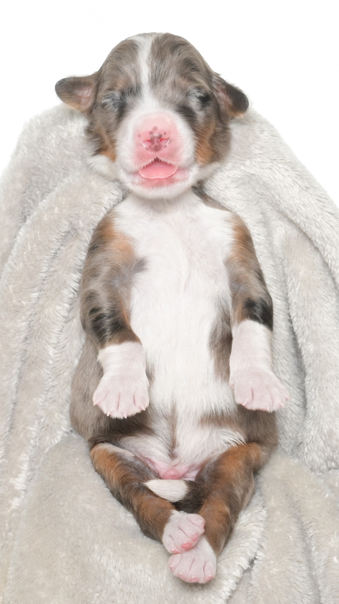 Harlyn – Male #2