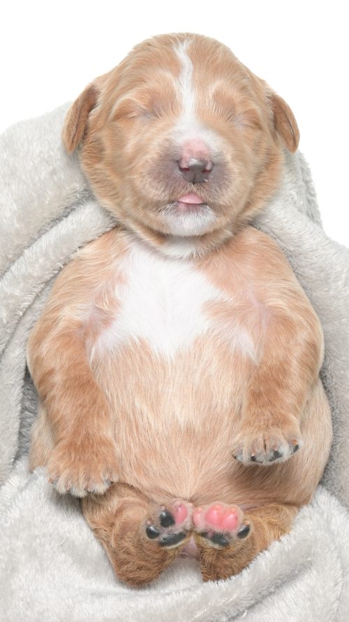 Henley – Female #1