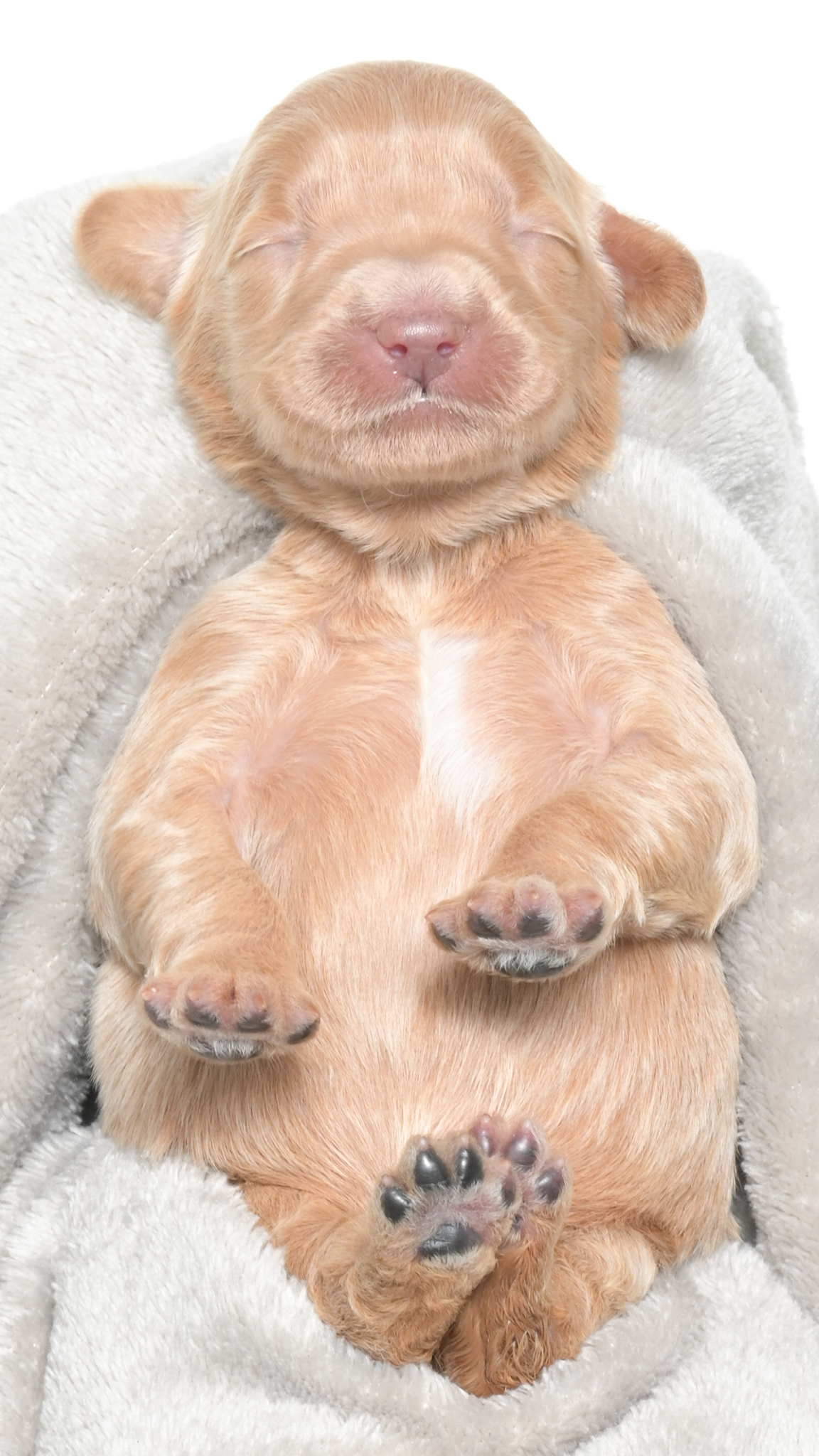 Henley – Female #2