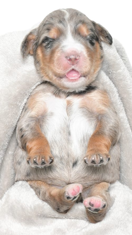 Henley – Female #3