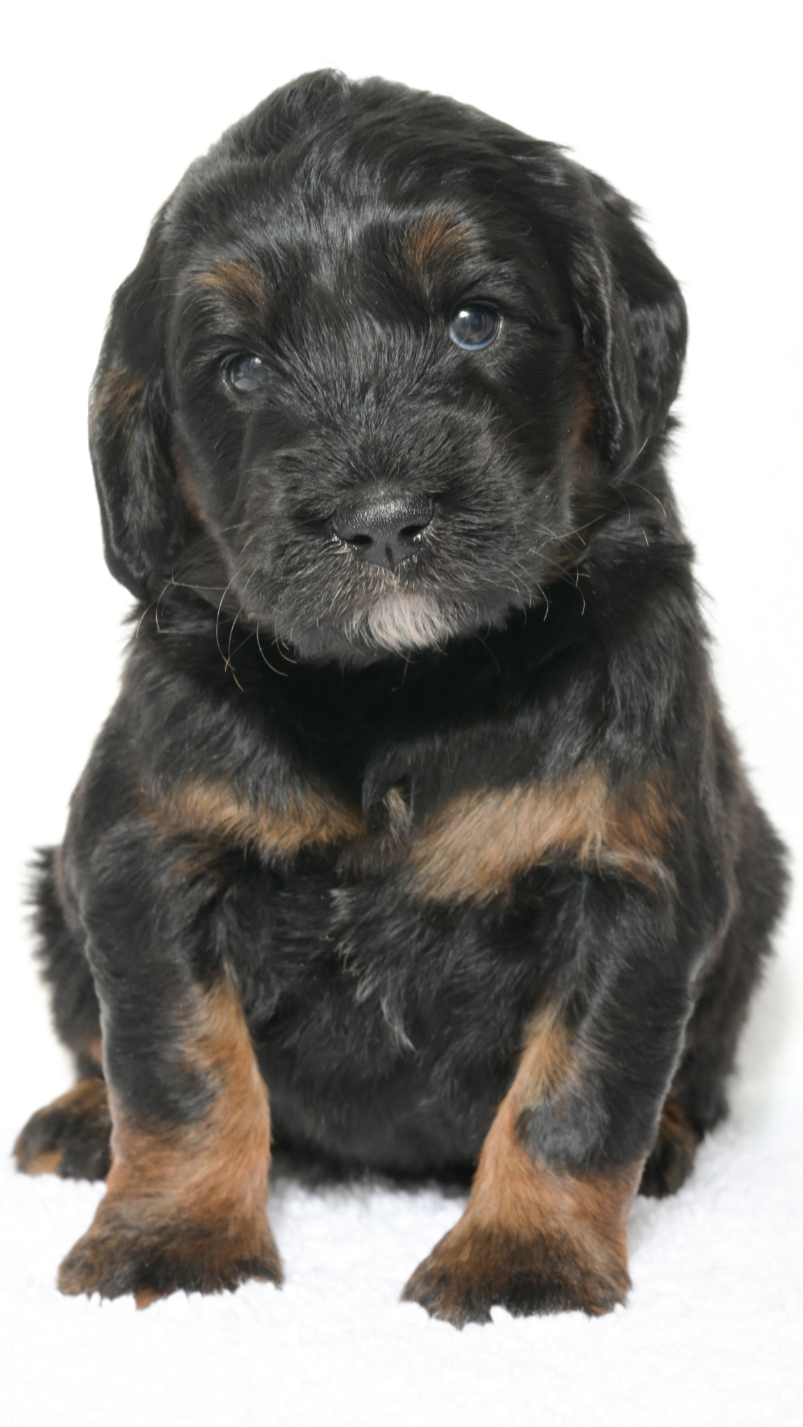 Henley – Female #4