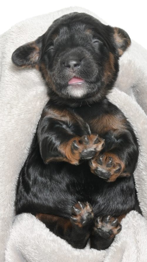 Henley – Female #4