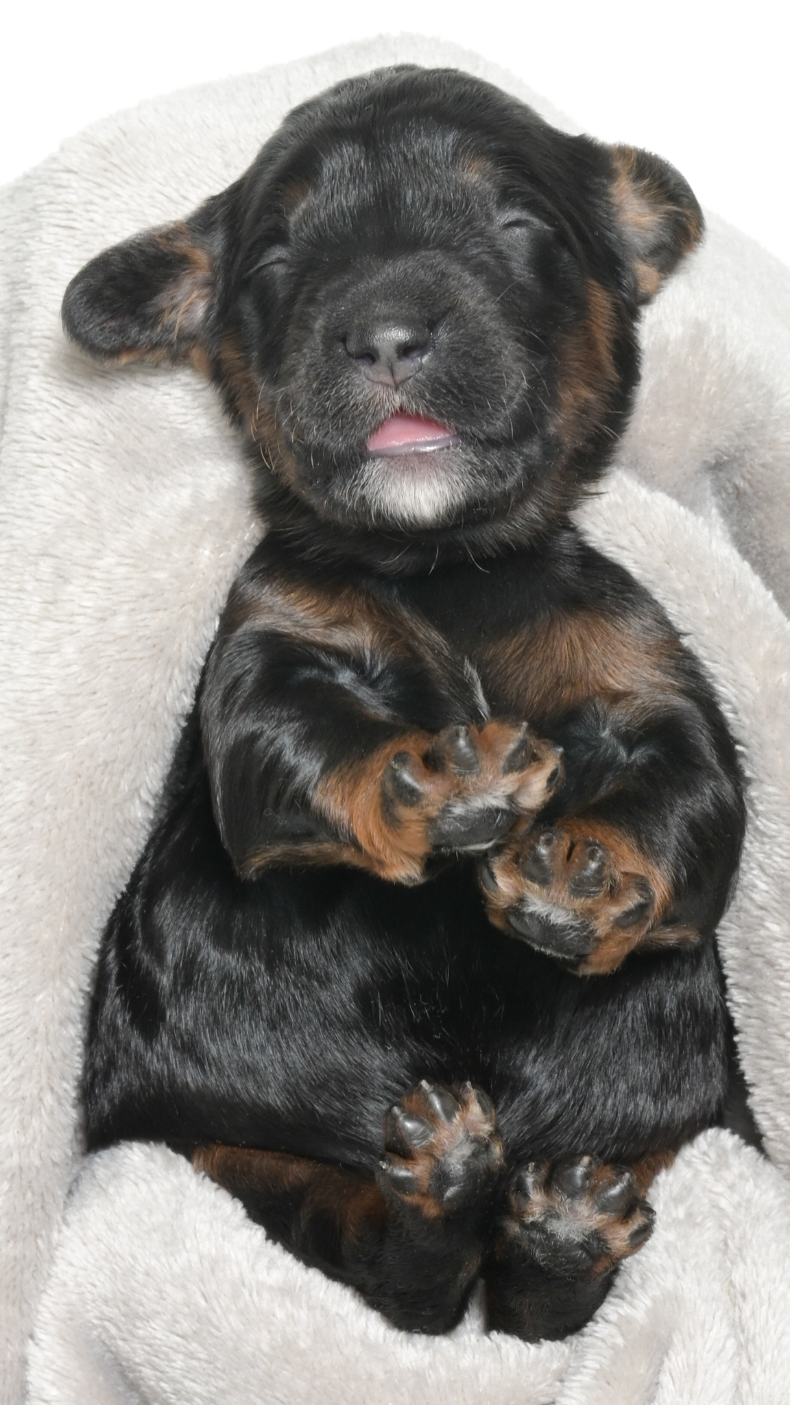 Henley – Female #4