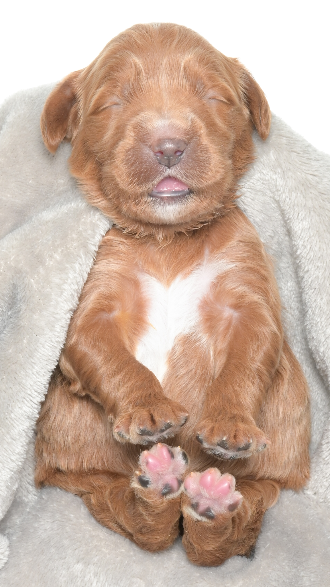 Henley – Female #5