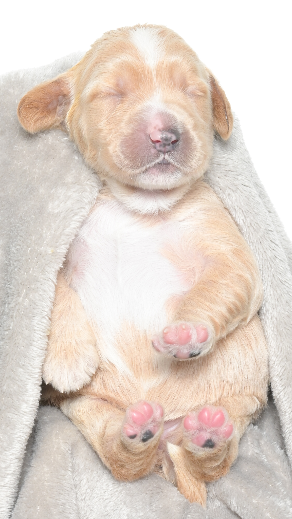 Henley – Female #6