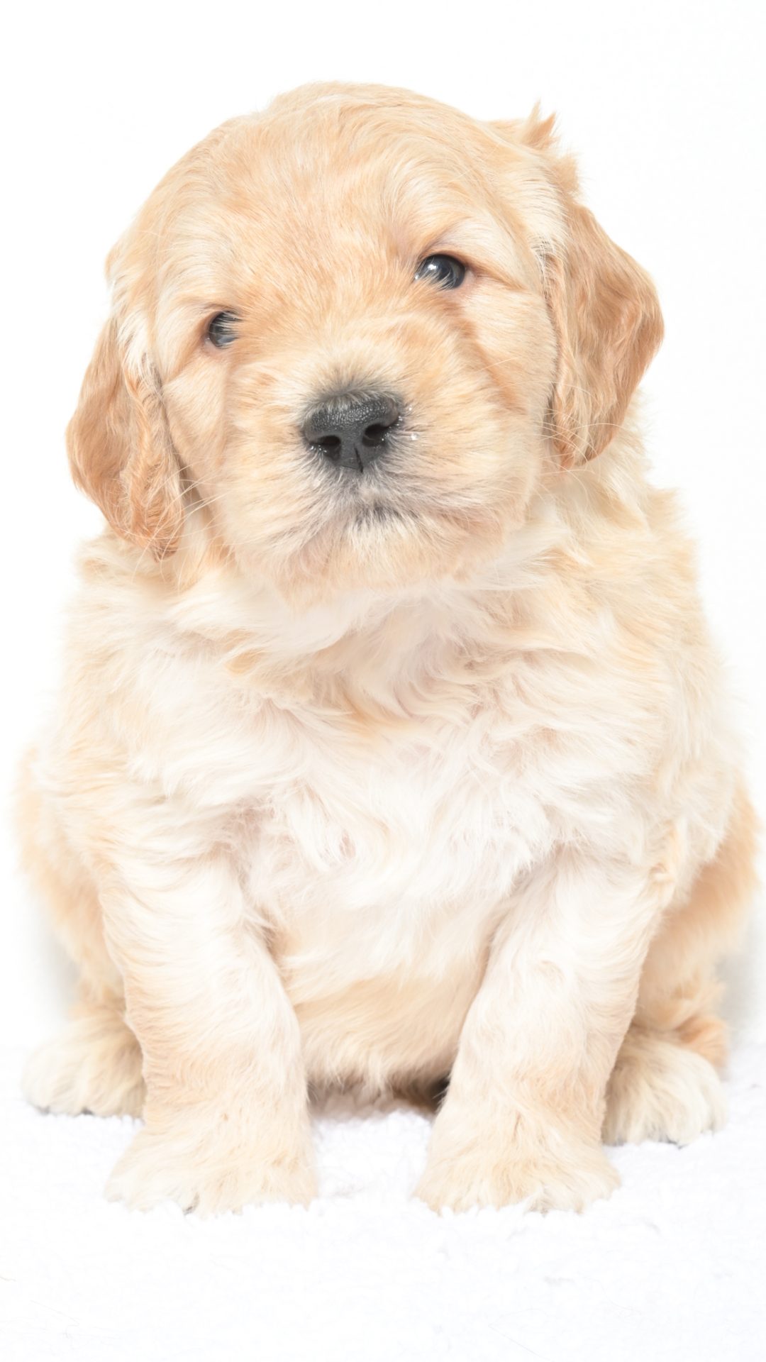 Henley – Male #2