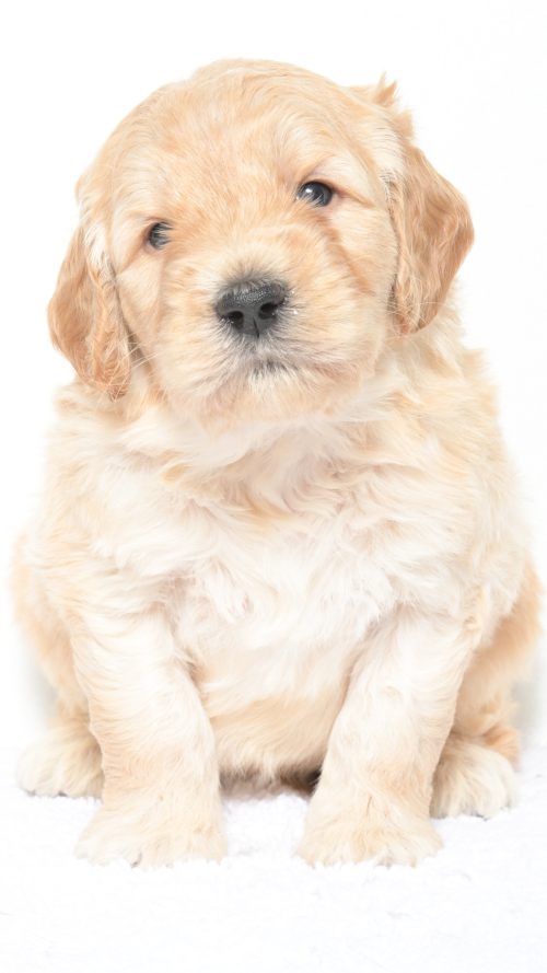 Henley – Male #2
