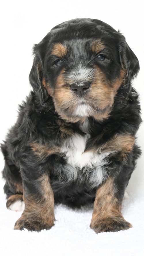 Henley – Male #3