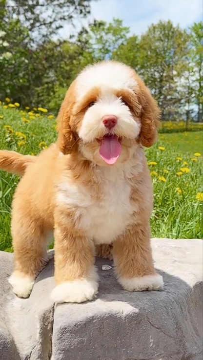 Jasper