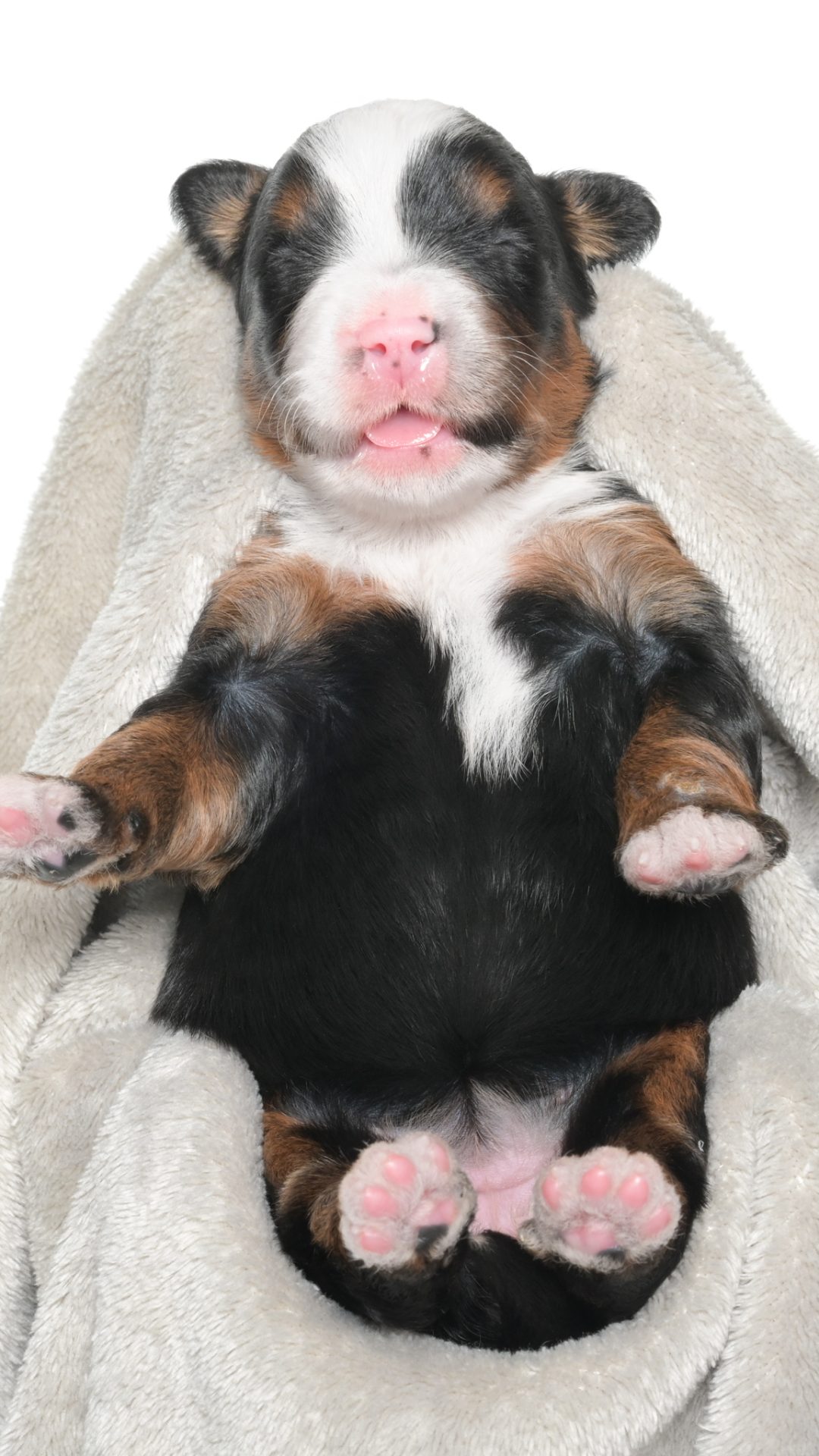 Jubilee – Female #2