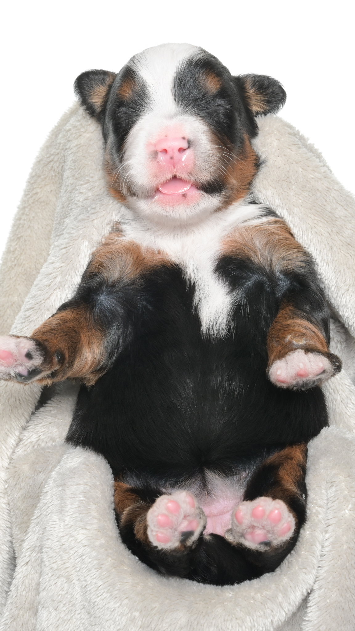 Jubilee – Female #2