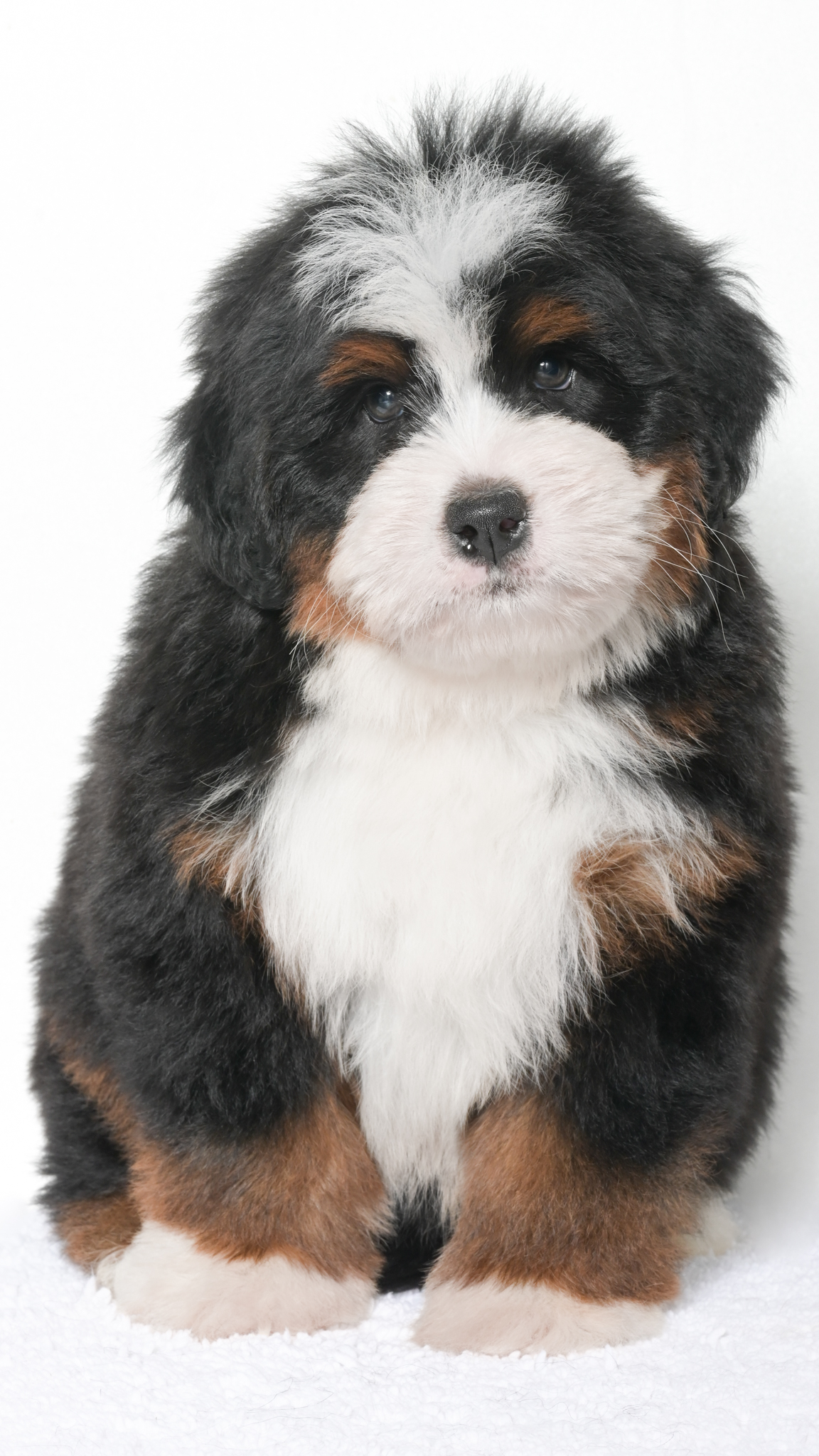 Jubilee – Male #2