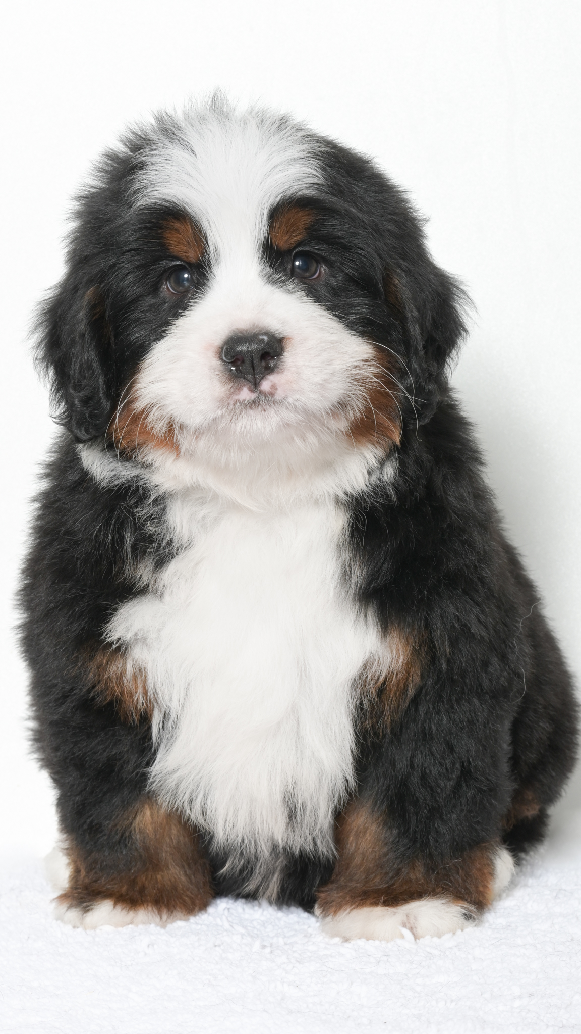 Jubilee – Male #1