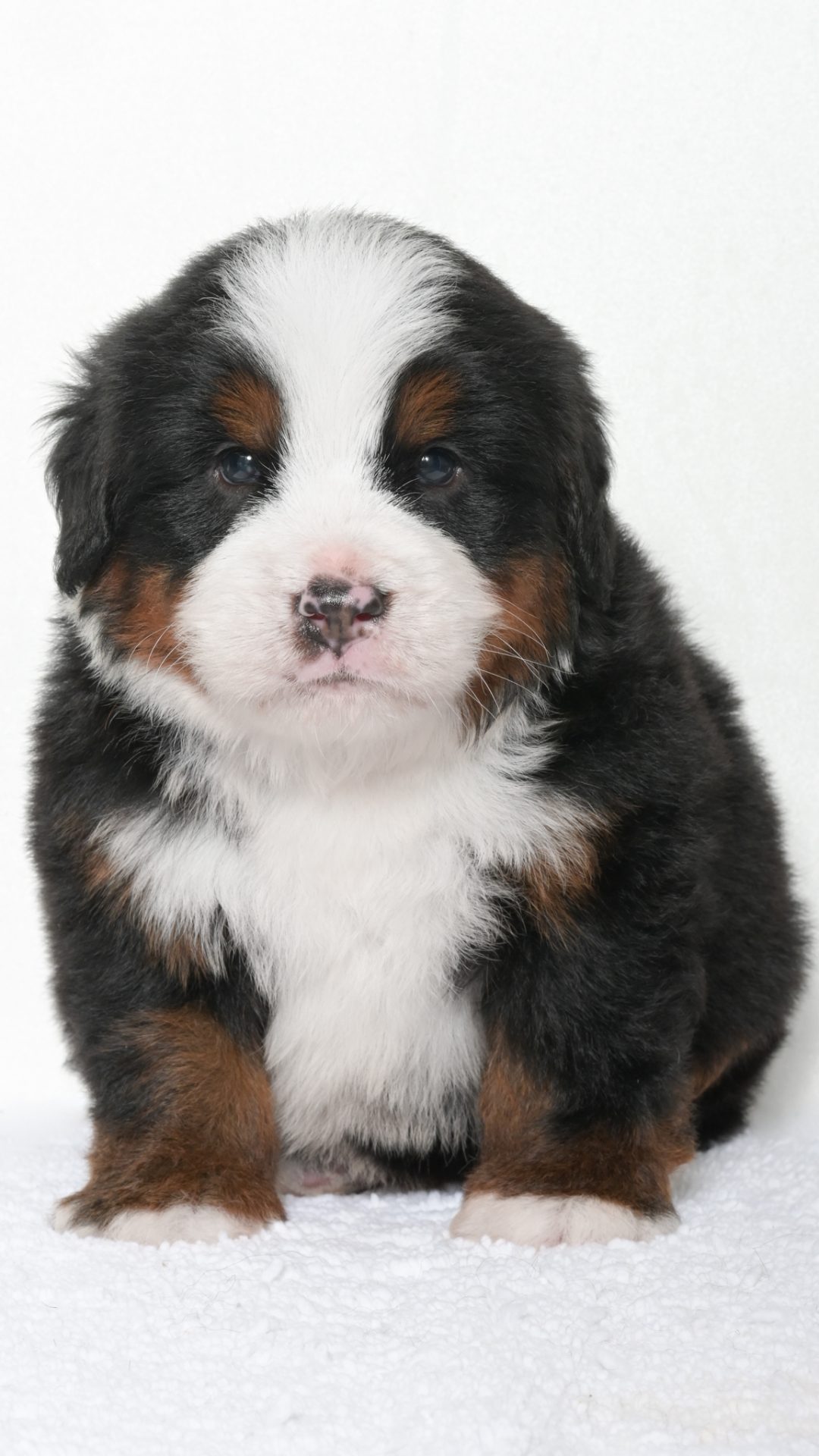 Jubilee – Male #1