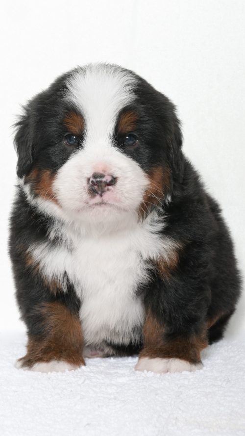Jubilee – Male #1