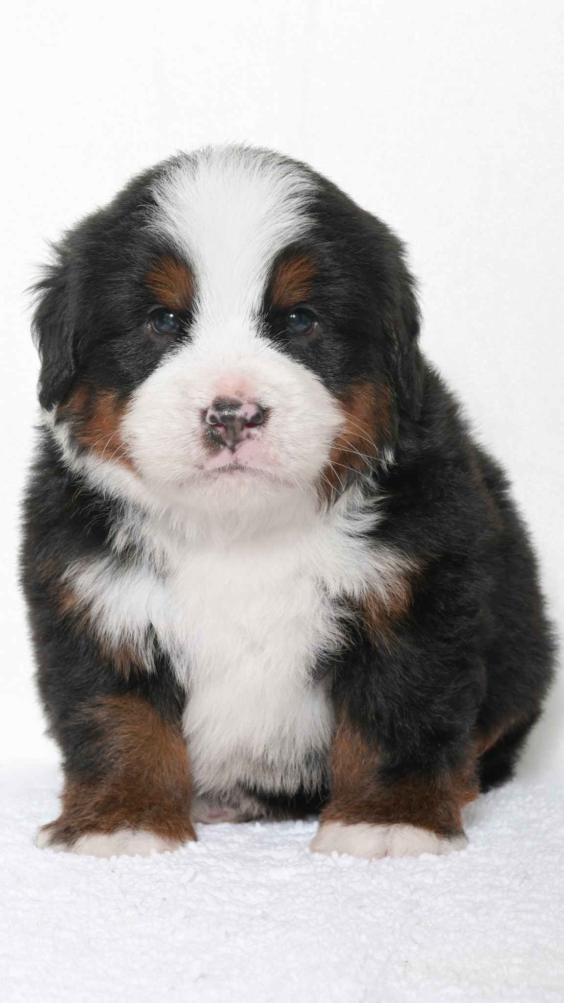 Jubilee – Male #1