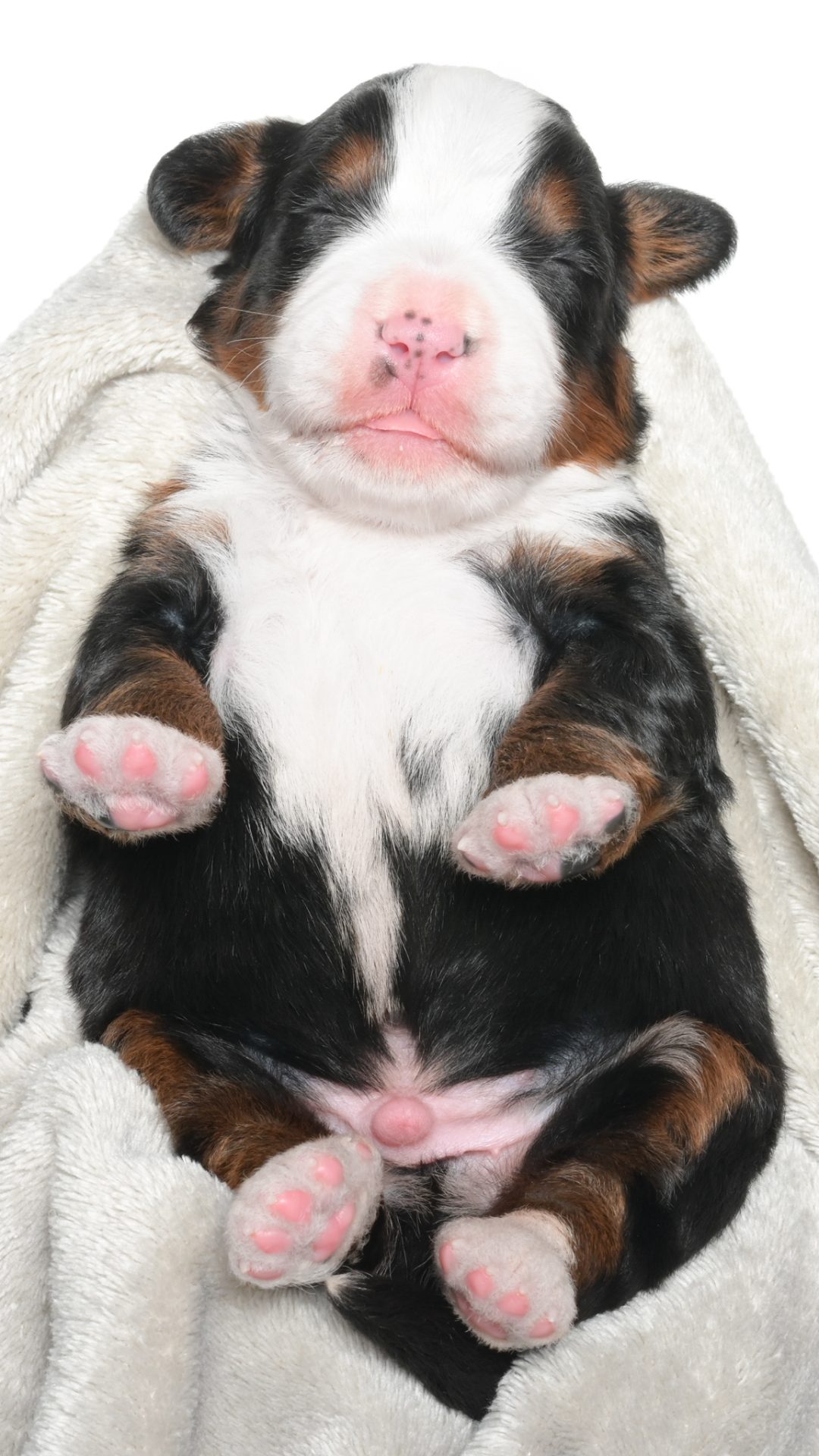 Jubilee – Male #1