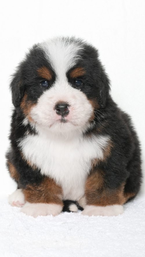 Jubilee – Male #2