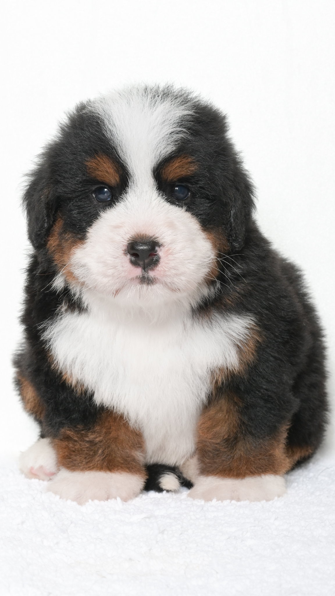 Jubilee – Male #2
