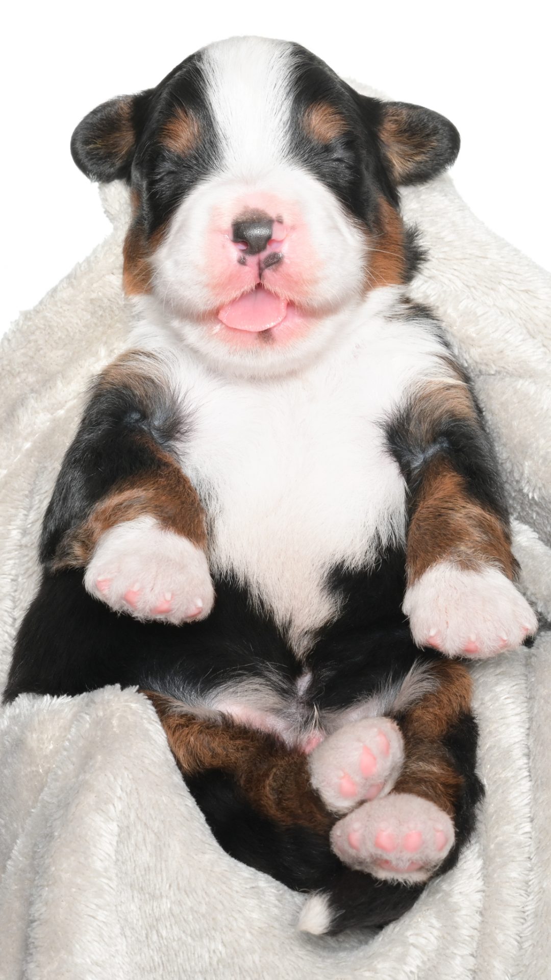 Jubilee – Male #2