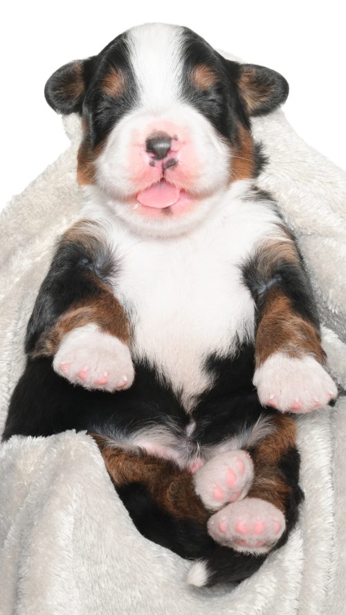 Jubilee – Male #2