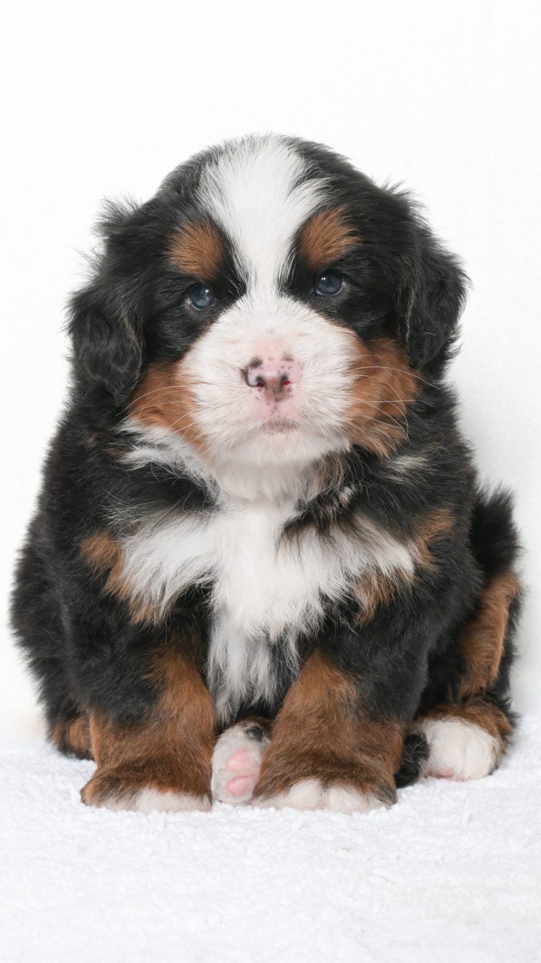 Jubilee – Male #3