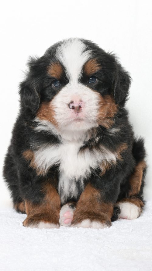Jubilee – Male #3