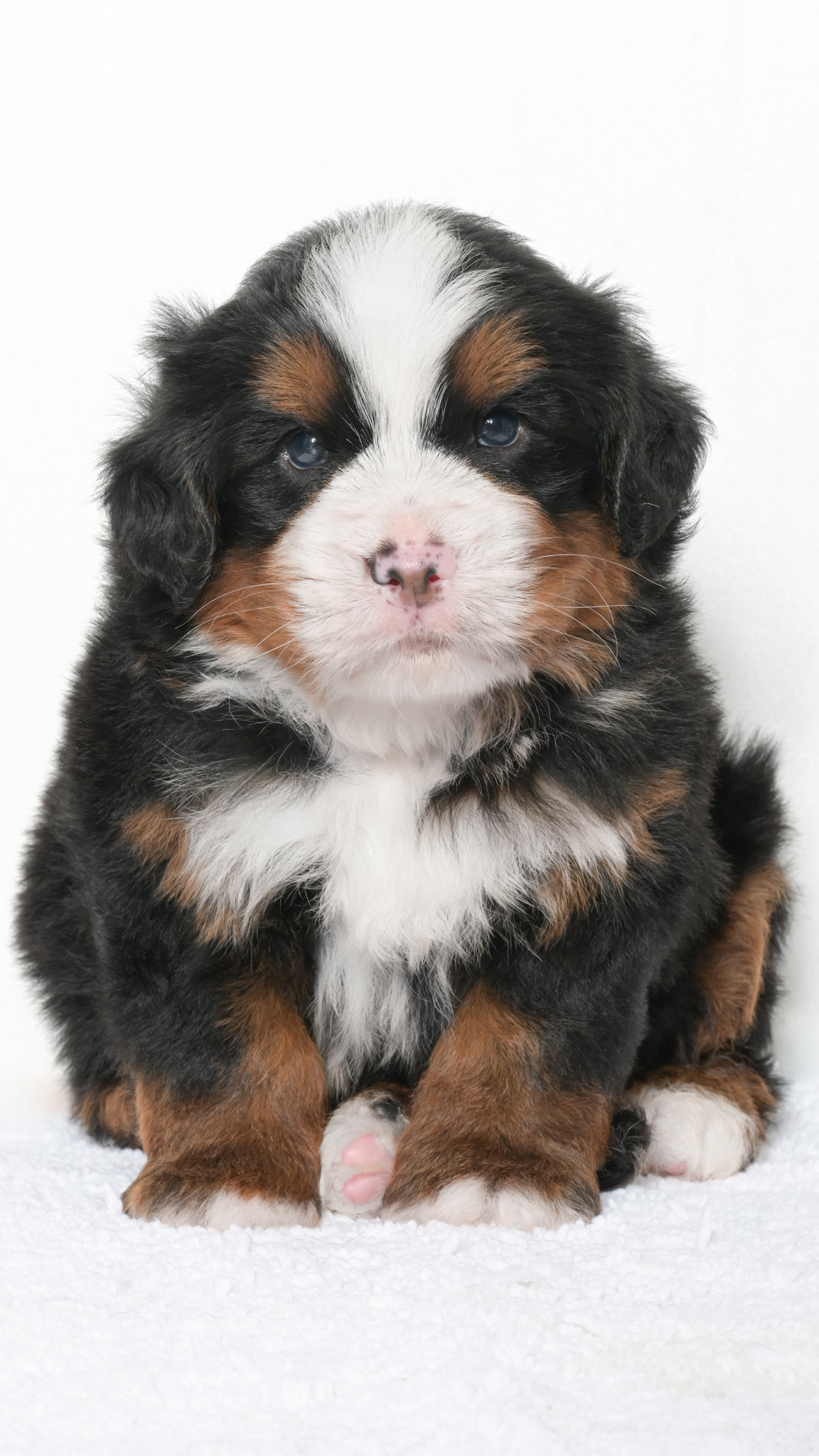 Jubilee – Male #3